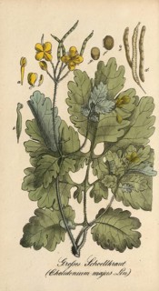 European poisonous plants, Chelidonium majus, celandine, authentic, digitally restored reproduction