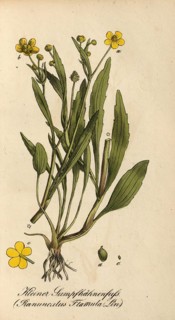 European poisonous plants, Ranunculus flammula, authentic, digitally restored reproduction from a