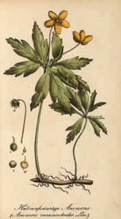 European poisonous plants, Yellow Anemone, Anemone ranunculoides, authentic, digitally restored