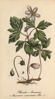 European poisonous plants, Anemone nemorosa, wood anemone, authentic, digitally restored