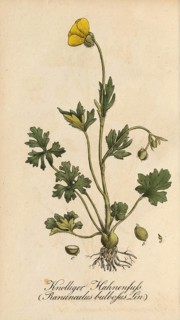 European poisonous plants, Ranunculus bulbosus, authentic, digitally restored reproduction from a