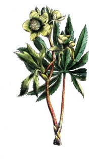 European poisonous plants, green hellebore, Helleborus viridis, digitally restored reproduction