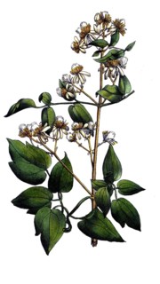 European poisonous plants, common clematis, clematis vitalba, digitally restored reproduction from
