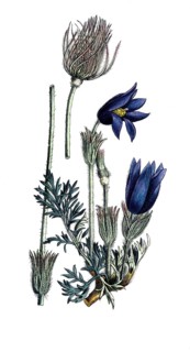 European poisonous plants, common cowbell, pulsatilla vulgaris, kitchen bell, digitally restored