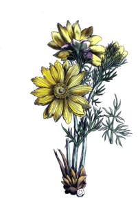 European poisonous plants, spring adonis florets or spring adonis, Adonis vernalis, digitally