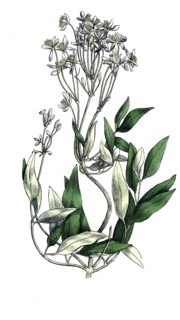 European poisonous plants, upright clematis, clematis recta, digitally restored reproduction from a