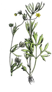 European poisonous plants, field buttercup, Ranunculus arvensis, digitally restored reproduction
