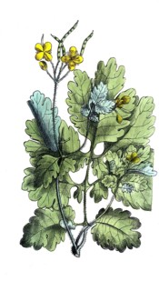European poisonous plants, Chelidonium majus, celandine, digitally restored reproduction from a