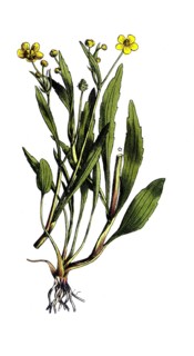 European poisonous plants, burning buttercup, Ranunculus flammula, digitally restored reproduction