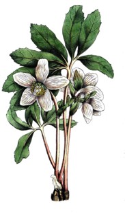 European poisonous plants, snow rose, Helleborus niger, usually called Christmas rose or black