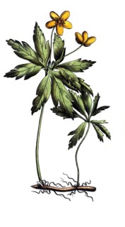 European poisonous plants, yellow anemone ranunculoides, digitally restored reproduction from a