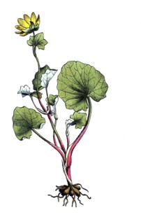 European poisonous plants, scarbock herb, ficaria verna, synonym: Ranunculus ficaria L, also