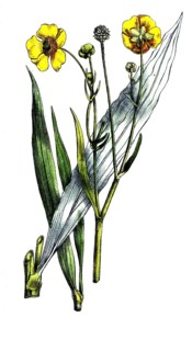 European poisonous plants, buttercup tongue, Ranunculus lingua, digitally restored reproduction