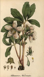 European poisonous plants, snow rose, Helleborus niger, usually called Christmas rose or black