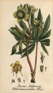 European poisonous plants, Green Hellebore, Helleborus viridis, authentic, digitally restored