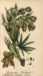 European poisonous plants, Helleborus foetidus, authentic, digitally restored reproduction from a