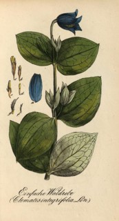 European poisonous plants, perennial clematis, Clematis integrifolia, authentic, digitally restored