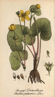 European poisonous plants, marsh marigold, Caltha palustris, authentic, digitally restored