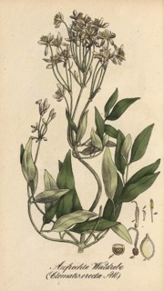 European poisonous plants, Clematis recta, authentic, digitally restored reproduction from a 19th