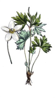 European poisonous plants, forest anemone sylvestris, digitally restored reproduction from a 19th
