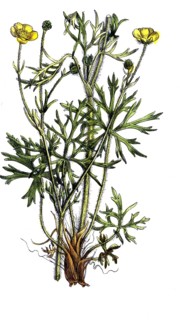 European poisonous plants, many-flowered buttercup, Ranunculus polyanthemos, digitally restored