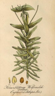 European poisonous plants, Caper spurge, Euphorbia lathyris, also known as spring spurge,