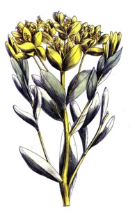 European poisonous plants, swamp milkweed, Euphorbia palustris, digitally restored reproduction