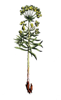 European poisonous plants, donkey milkweed or spicy milkweed, Euphorbia esula, digitally restored