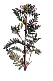 European poisonous plants, marsh lice herb, pedicularis palustris, digitally restored reproduction
