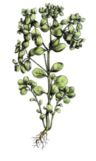 European poisonous plants, garden milkweed, Euphorbia peplus, digitally restored reproduction from