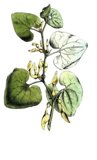 European poisonous plants, common easterluzei or upright easterluzei, Aristolochia clematitis,