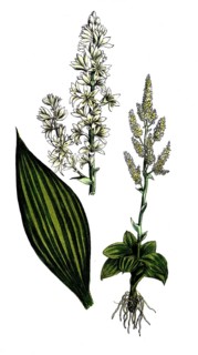European poisonous plants, white germer, Veratrum album, also white germer and white hellebore,