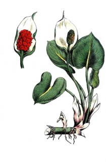 European poisonous plants, dragonwort, calla palustris, also marsh calla, marsh calla, snakewort,