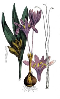 European poisonous plants, autumn crosses or autumn crosses, Colchicum autumnale, digitally