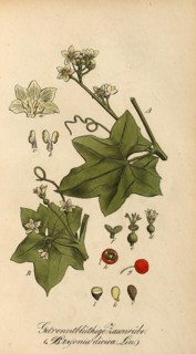 European poisonous plants, red bryony or dioecious bryony, Bryonia dioica, authentic, digitally