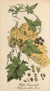 European poisonous plants, Bryonia alba, authentic, digitally restored reproduction from a 19th