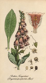 European poisonous plants, Common foxglove, Digitalis purpurea, authentic, digitally restored