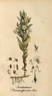 European poisonous plants, Gottes-Gnadenkraut or Gottesgnadenkraut, Gratiola officinalis,