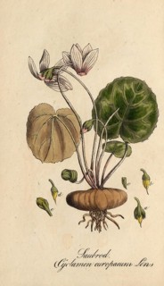 European poisonous plants, Cyclamen purpurascens, Cyclamen europaeum, authentic, digitally restored
