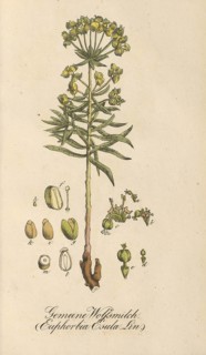 European poisonous plants, Euphorbia esula, authentic, digitally restored reproduction from a 19th