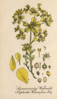 European poisonous plants, Solstice spurge, Euphorbia helioscopia subsp. helioscopia, authentic,