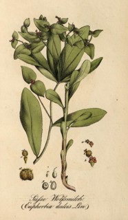 European poisonous plants, sweet spurge, Euphorbia dulcis, authentic, digitally restored