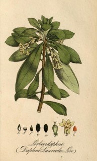 European poisonous plants, laurel daphne, Daphne laureola L. subsp. laureola, authentic, digitally