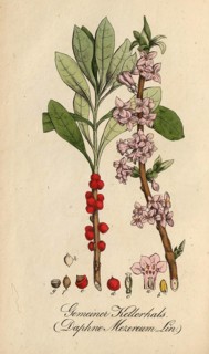 European poisonous plants, Daphne mezereum, authentic, digitally restored reproduction from a 19th