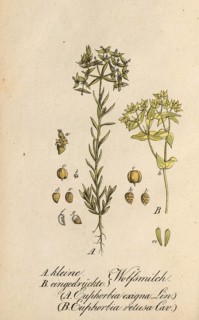 European poisonous plants, Small spurge, Euphorbia exigua, and Pressed spurge, Euphorbia retusa,