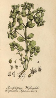 European poisonous plants, garden spurge, Euphorbia peplus, authentic, digitally restored