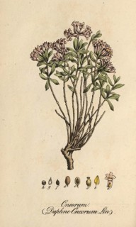 European poisonous plants, rosemary daphne, Daphne cneorum, authentic, digitally restored