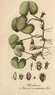 European poisonous plants, common hazelwort, Asarum europaeum, authentic, digitally restored