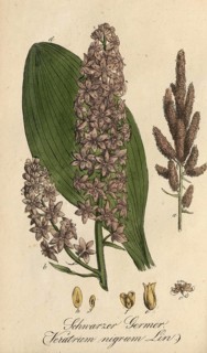 European poisonous plants, Black False Hellebore, Veratrum nigrum, authentic, digitally restored
