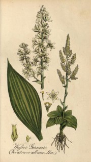 European poisonous plants, White False Helleborne, Veratrum album, also White False Helleborne and